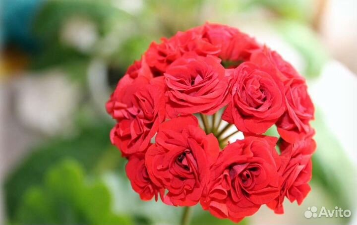 Пеларгония герань розебудная