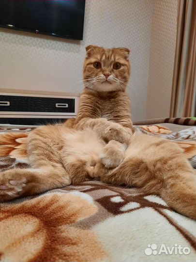 Шотландский кот