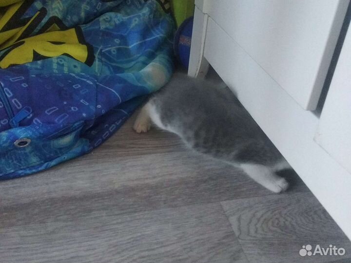 Кот- котёнок