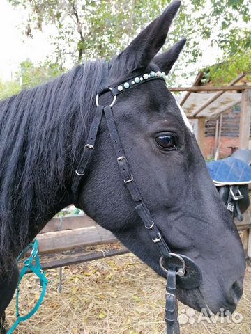 Конная амуниция,амуниция для собак на заказ