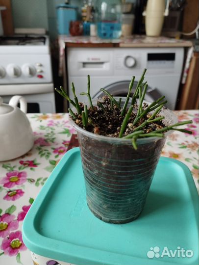 Хатиора - суккулент