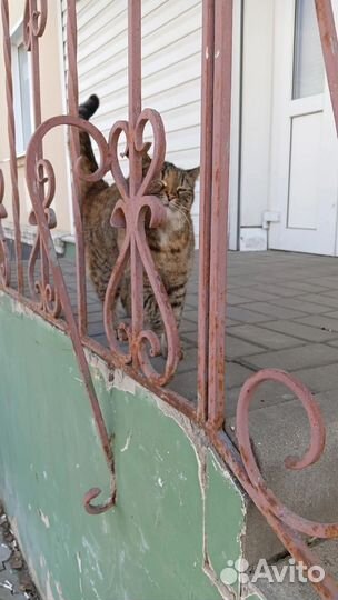 Ласковая кошечка
