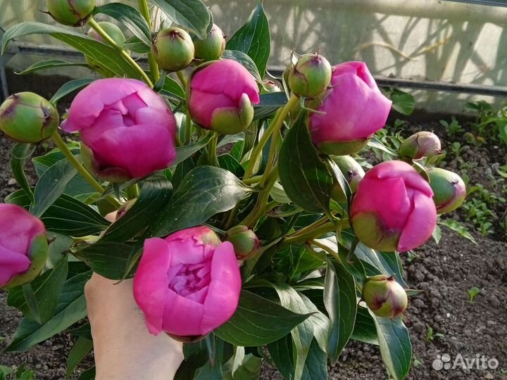 Пион розовый