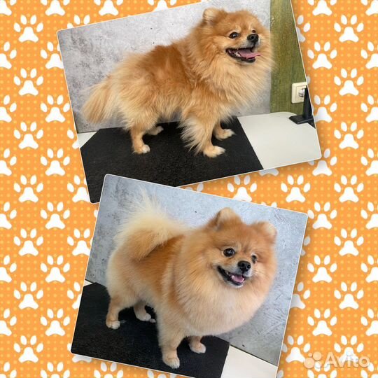 Груминг шпицев