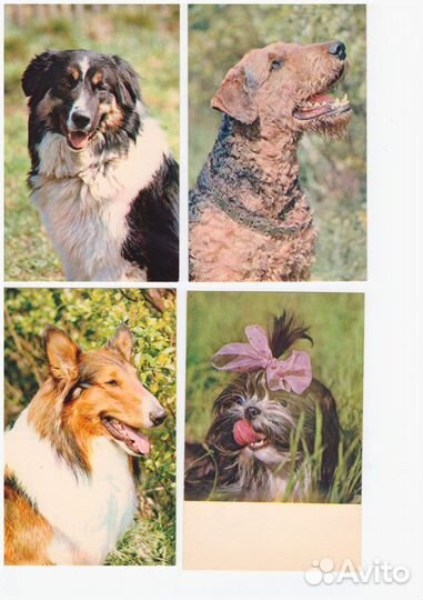 Открытки СССР Собаки 1969 г