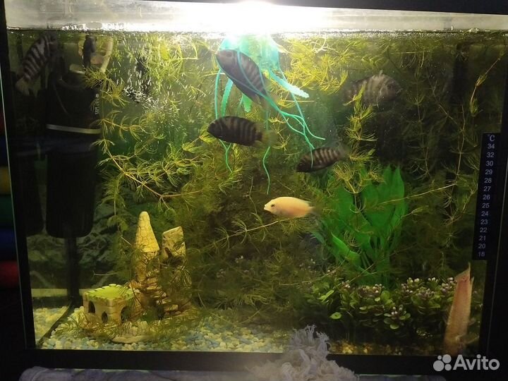 Аквариум с рыбками и оборудованием
