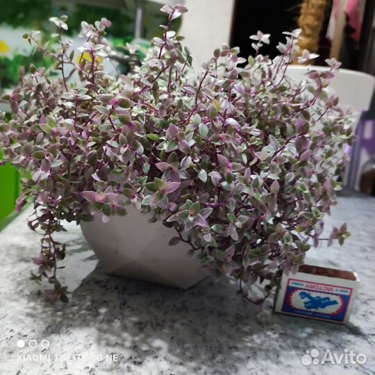 Колизия розовая пантера. Большое новое кашпо