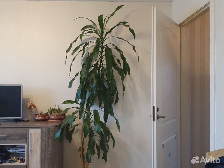 Пальма юкка