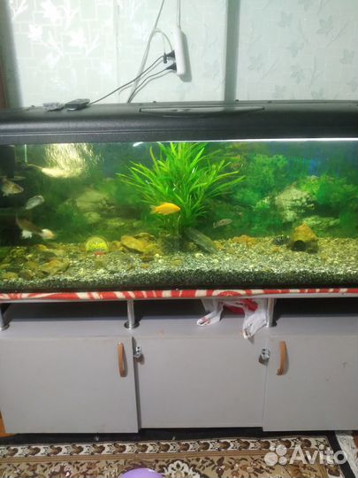 Аквариумные рыбки