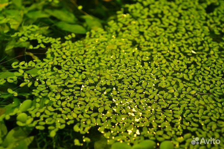 Растения в аквариум