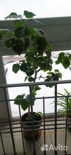 Гибискус комнатный