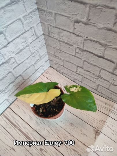 Сингониумы сортовые