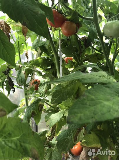 Домашние Огурцы Помидоры со своего огорода