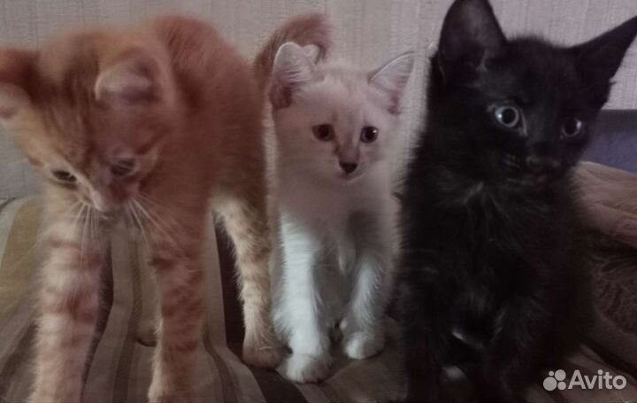 Котята