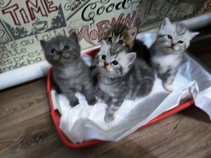 Британский длинношёрстный котёнок, Каргасок