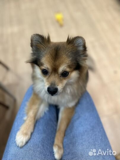 Шпиц немецкий