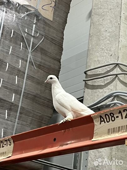 Голубь