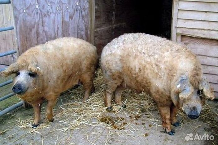 Забой скота