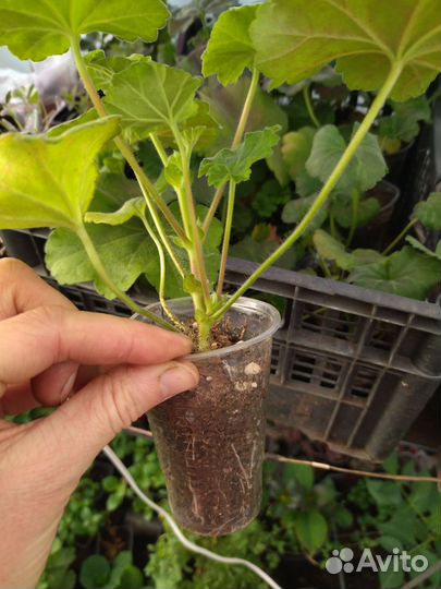 Пеларгония зональная