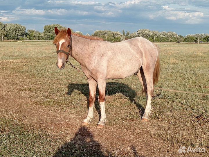 Лошадь жеребец