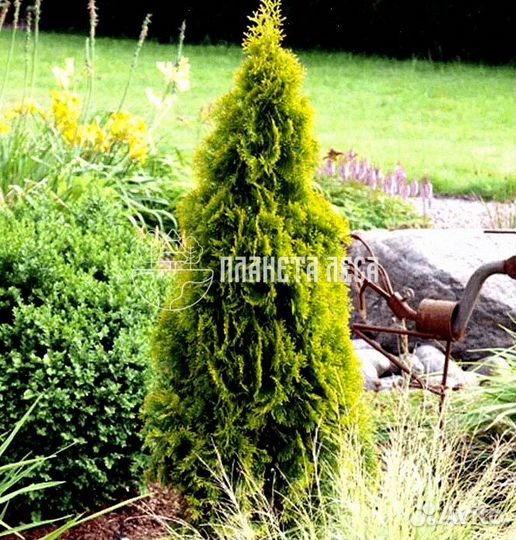 Туя западная Голден Смарагд Морозостойка
