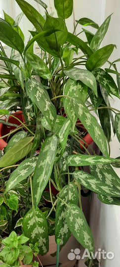 Продам цветы комнатные