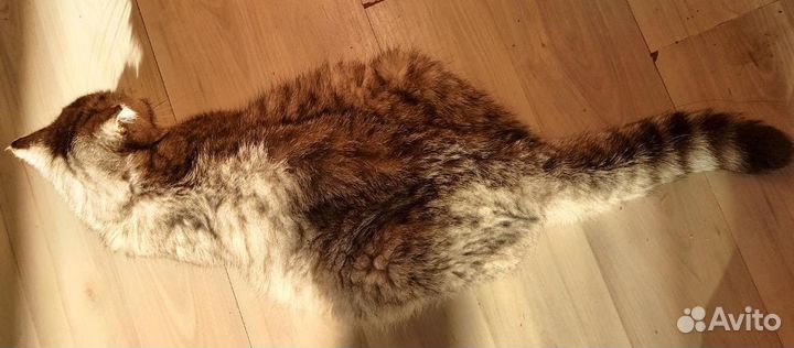 Шанс на жизнь