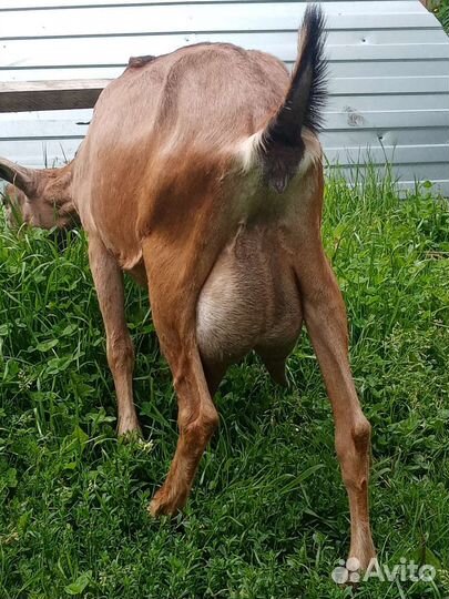 Козы дойные, козлята. Козочки под покрытие