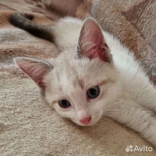 Котенок девочка 2 месяца