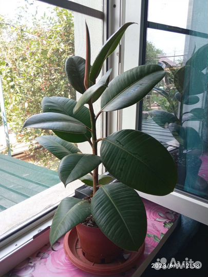 Фикус каучуконосный