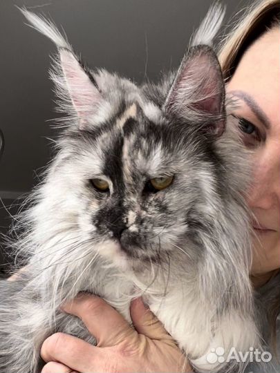 Мейн-кун девочка с титулом Чемпиона