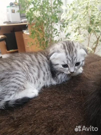 Шотландская вислоухая