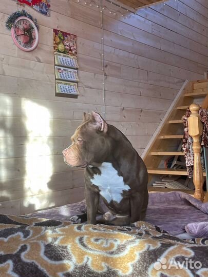 Американский булли вязка покет