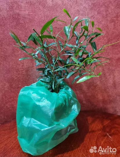 Мандарин Кумкват Лайм Лимон Лаймкват Цитрусовые