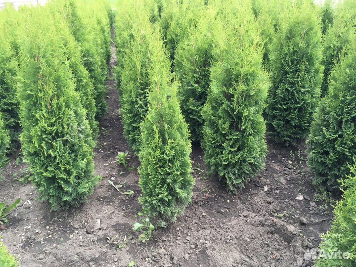 Туи 200 см и Самшит Вечнозеленый Оптом Гарантия