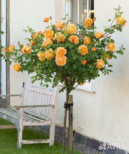 Роза на штамбе