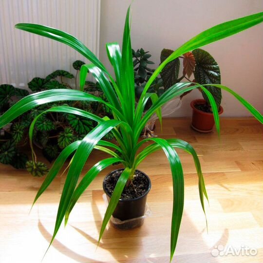 Панданус, Цветы комнатные