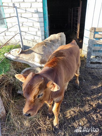 Коровы дойные с телятами