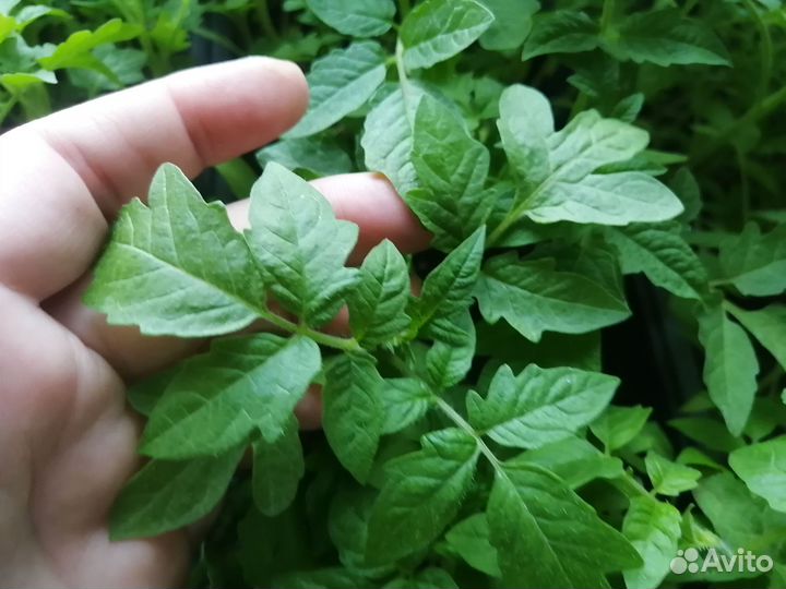 Рассада помидор и перцев