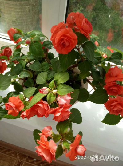 Бальзамин ванька мокрый