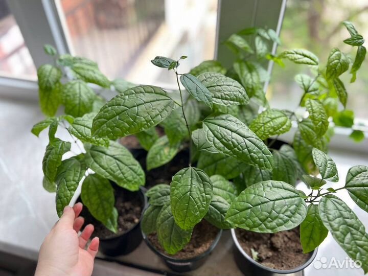 Клеродендрум Томпсон