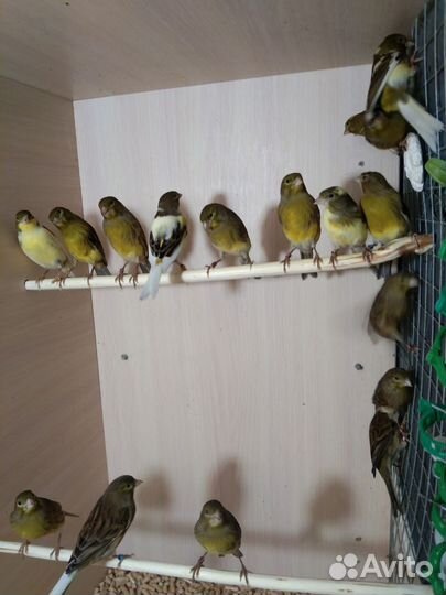 Самки канарейки овсянки