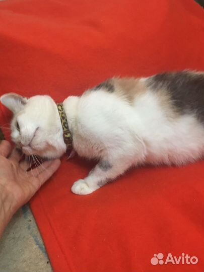 Кошка в семью