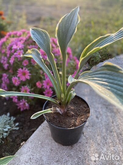 Хоста Yellow river