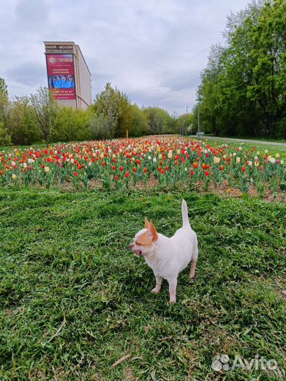 Чихуахуа mini вязка