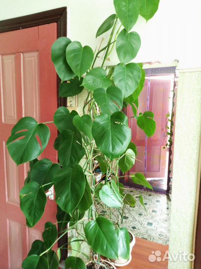 Комнатные цветы