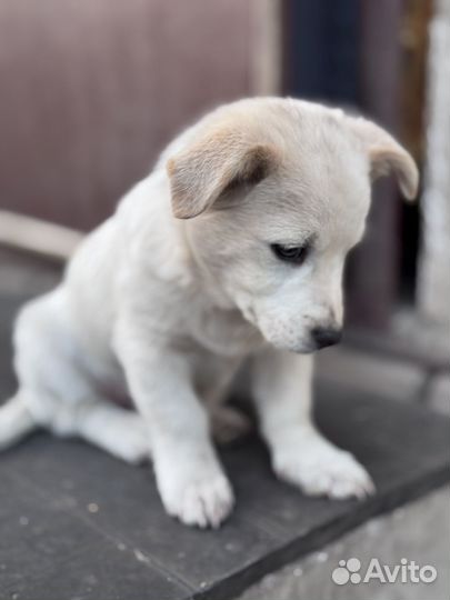 Щенки дворняжки