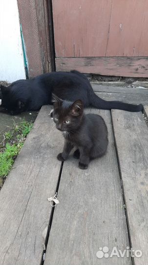 Котята в добрые руки 3 мес