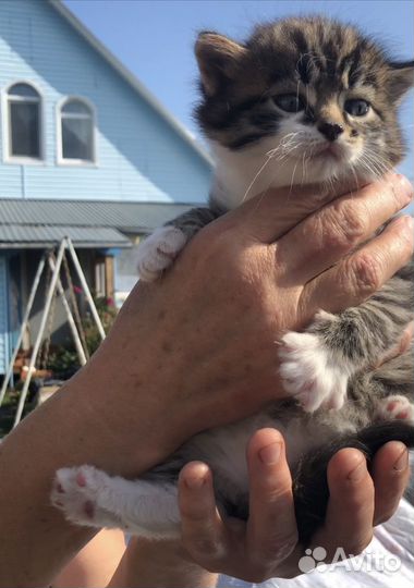 Котята бесплатно