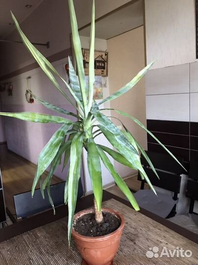 Юкка пальма